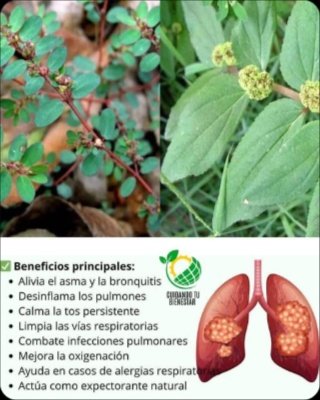 ¡El Secreto Guardado por Siglos! La 'Hierba del Asma' (Euphorbia Hirta) y Sus 7 Poderes Naturales Que Debes Conocer AHORA Mismo