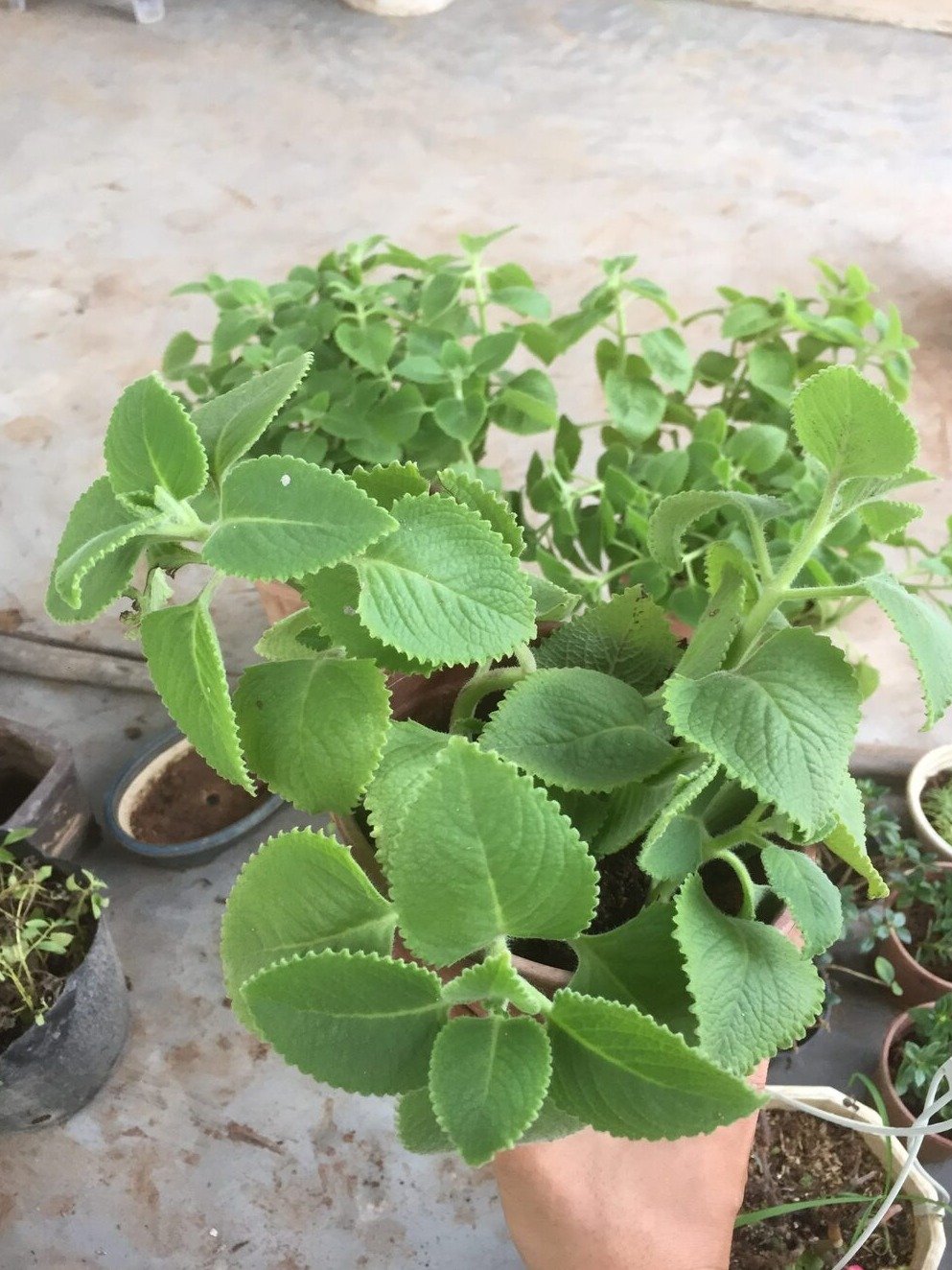 ¡ALERTA! Si Tienes ESTA Planta en Casa, Guarda un Tesoro Oculto que Podría Cambiar Tu Vida (y NO lo Sabías)