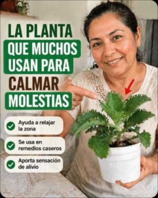 ¡No Más Dolores! La Planta 'Secreta' que YA Tienes en Casa y te Aliviará al Instante (Miles la Usan)