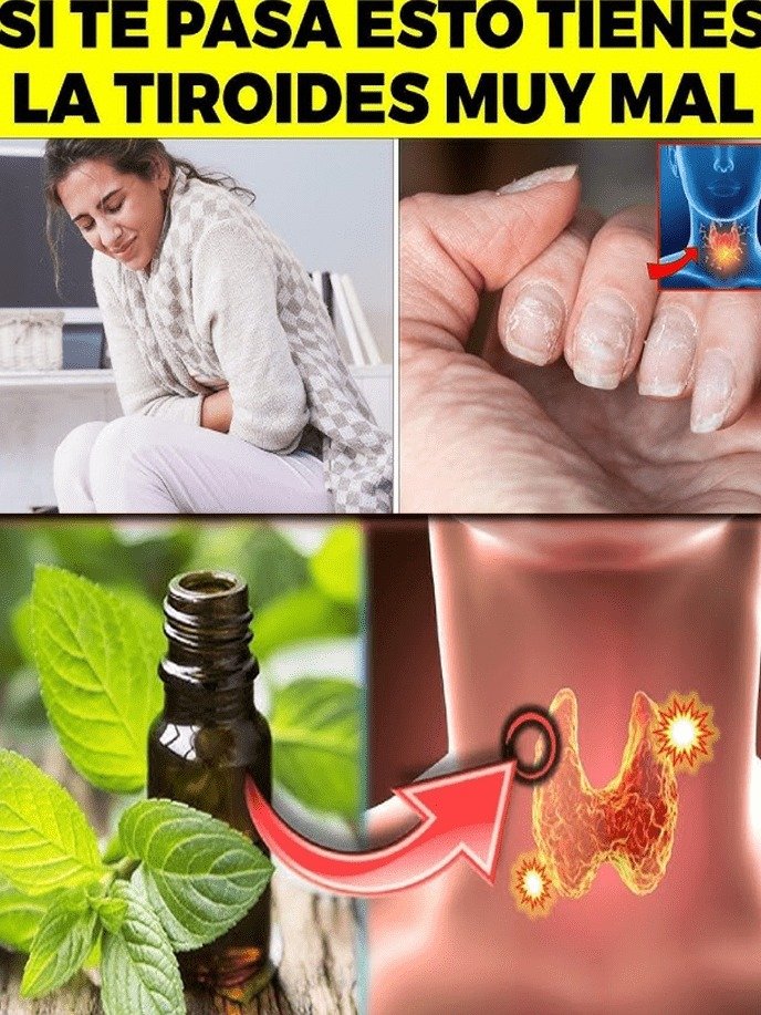 ¡Despierta tu energía! Las 5 plantas que tu tiroides te suplica que uses para sentirte increíble (y son muy fáciles)