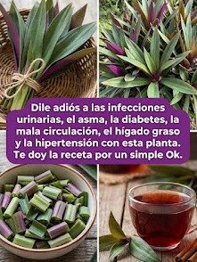¡ALERTA! Si Tienes Maguey Morado en Casa, TIENES un TESORO para tu Salud (y no lo sabes)