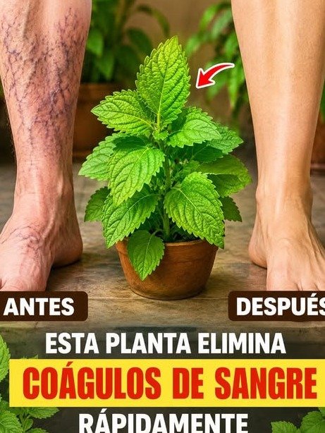 ¡Piernas Pesadas NO ES NORMAL! Descubre las 3 Hierbas que Miles de Adultos Mayores en México Están Usando (¡Y el ERROR CRÍTICO que Debes Evitar!)