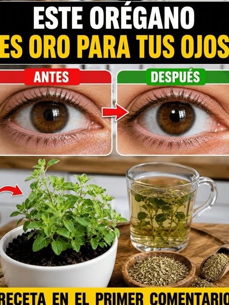 Si Tienes Más de 60 y Tus Ojos Se Cansan, ¡ALERTA! El Error con el Orégano que el 90% de los Mexicanos Cometen (Y Cómo Evitarlo HOY)