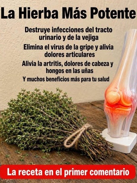 ¡No Podrás Creerlo! El Tomillo Esconde 6 Secretos de Salud Que Tu Abuela Quería Que Conocieras (Y Por Qué Debes Usarlo YA)