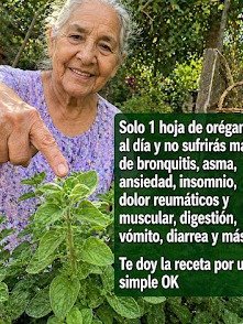 ¡Alerta Salud! 🚨 Este Dúo OLVIDADO de Orégano y Laurel Puede REVOLUCIONAR tu Hígado y Riñones (No te lo Pierdas)
