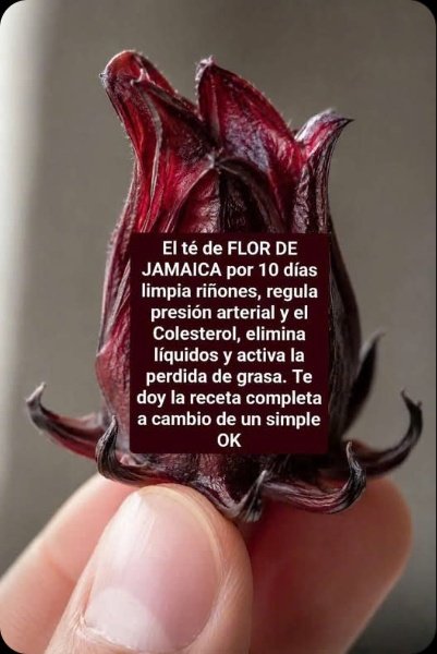 ¡No Vas a Creer lo que el Té de Flor de Jamaica Puede Hacer por TI! Elixir Natural que Transforma tu Salud y Vitalidad