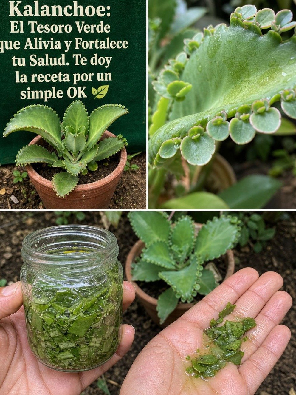 ¡El Secreto Revelado! Kalanchoe: Lo Que Nadie Te Cuenta Sobre Sus Increíbles Poderes (Y Peligros) Para Tu Salud