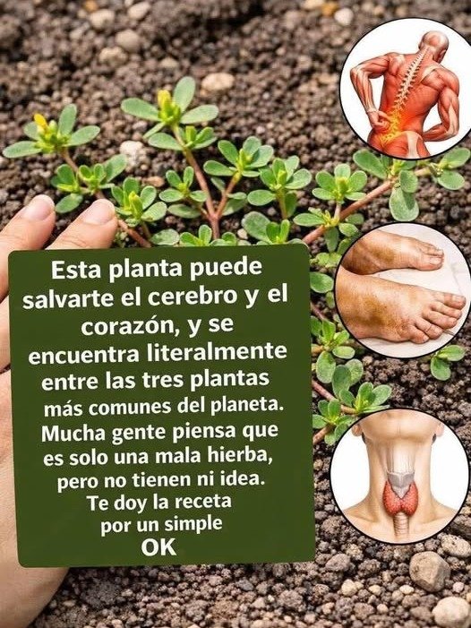 ¡No la arranques! Esta 'mala hierba' esconde 7 superpoderes que transformarán tu salud (y nadie te lo ha contado)
