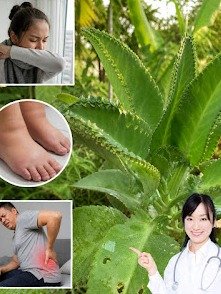 Descubre los 7 Secretos Ocultos del Kalanchoe: La Planta que Transformará Tu Salud y Energía (¡No Querrás Perderte Esto!)