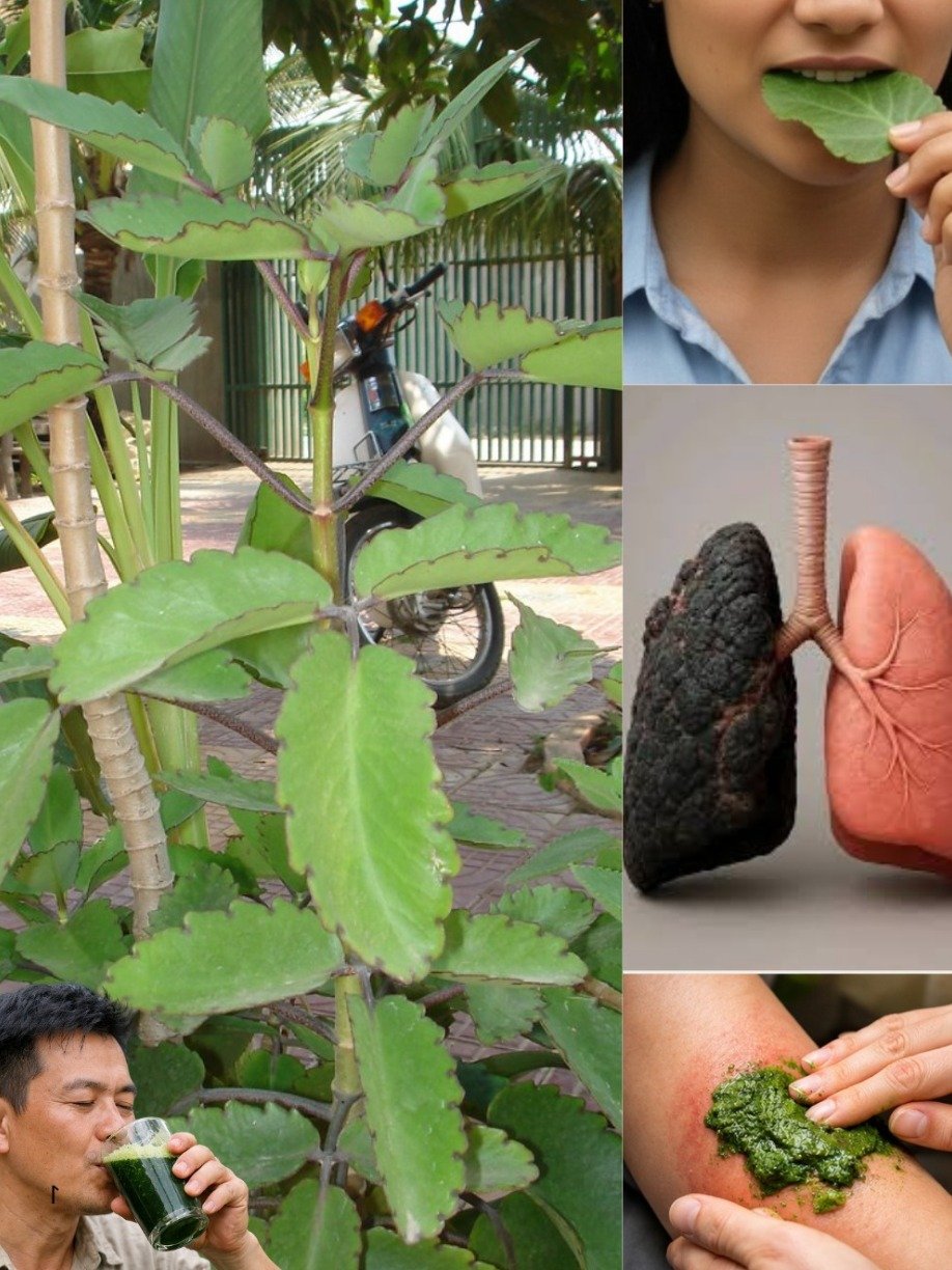 ¡No Vas a Creer lo que Esta Planta Común de tu Jardín Puede Hacer por Ti! Descubre los 20 Poderes Ocultos de la 'Hoja de la Vida' AHORA.