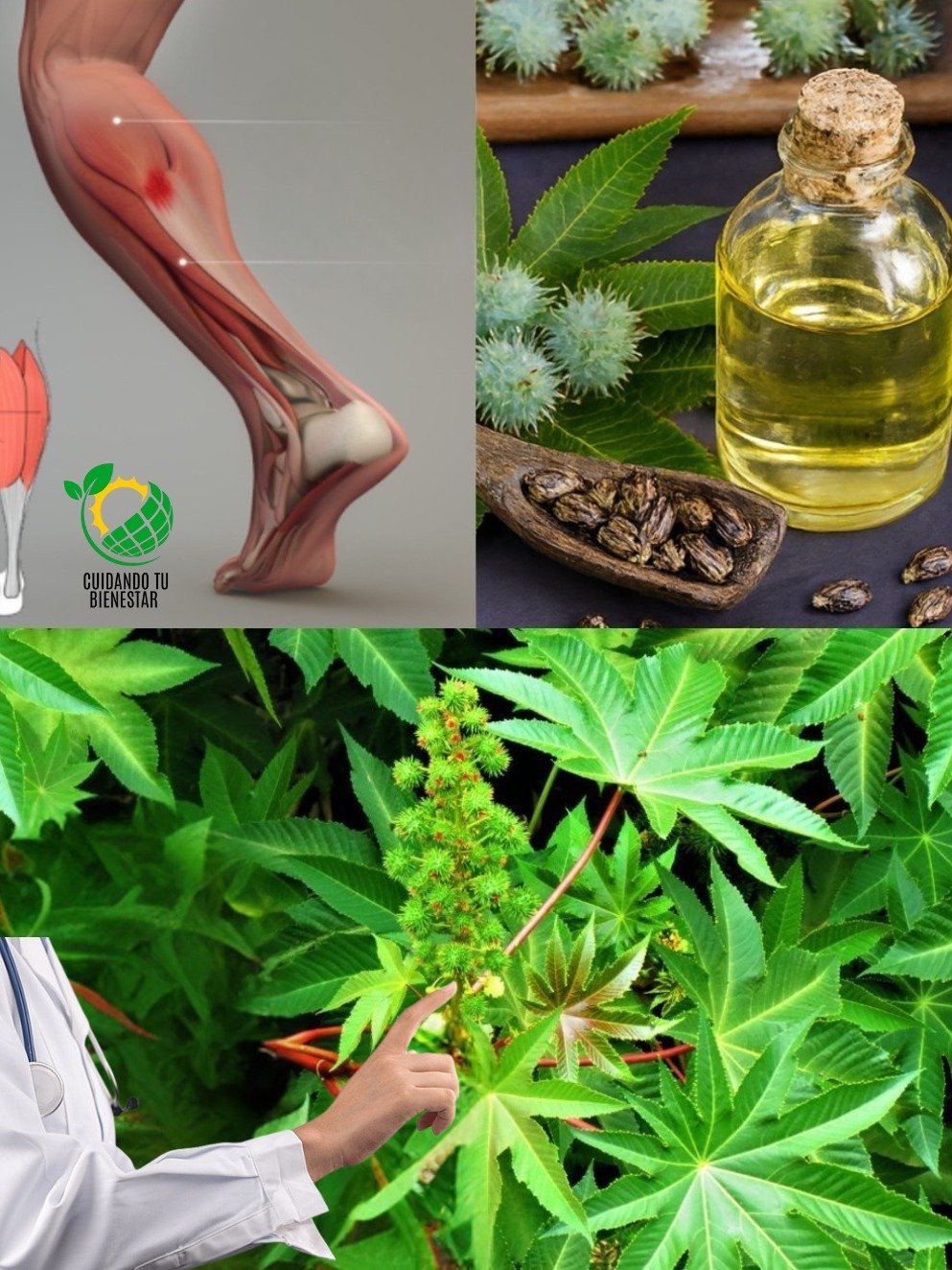¡El Secreto Mejor Guardado de tu Jardín! 10 Maravillas de las Hojas de Ricino que NADIE te ha Contado