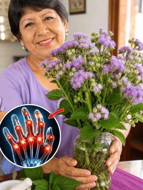 ¡Cuidado! ¿Tienes ESTA Planta Morada en tu Jardín? Podría ser una 'Joya Oculta' y Estás a Punto de Perderte Su Secreto