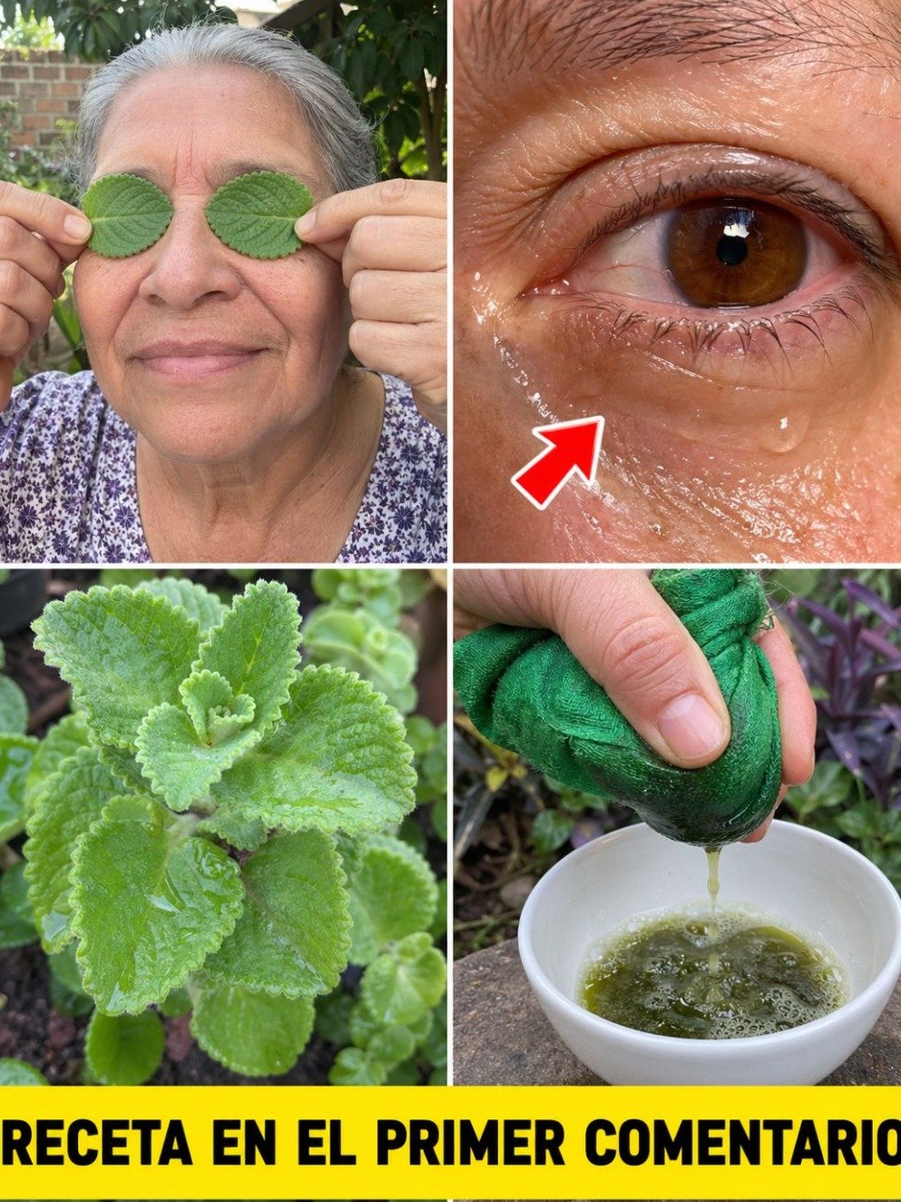 ¡ATENCIÓN! 🚨 La Planta 'Milagrosa' que Todos Comparten: ¿Es un Secreto Curativo o un Peligro Oculto? Lo Revelamos Todo.