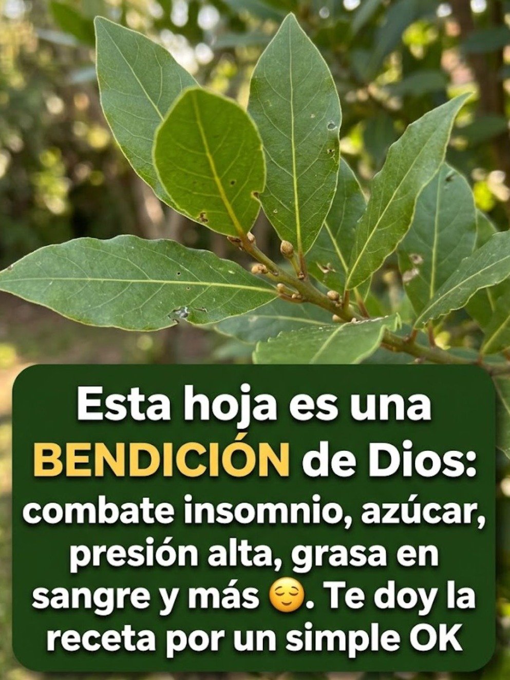 ¡ALERTA! Si tomas Té de Laurel, esto es lo que NADIE te cuenta (y necesitas saber YA)