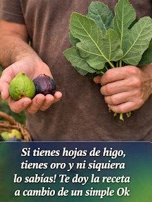 ¡No Creerás lo que la Higuera Puede Hacer por Ti! Sus 3 Partes Ocultan Remedios Milenarios para la Piel, Diabetes y Digestión.