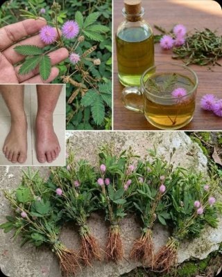 ¿La Planta que SE ESCONDE Guarda un Secreto MILENARIO? Descubre el Fascinante Té de Mimosa Pudica (¡Y lo que DEBES Saber Antes de Probarlo!)
