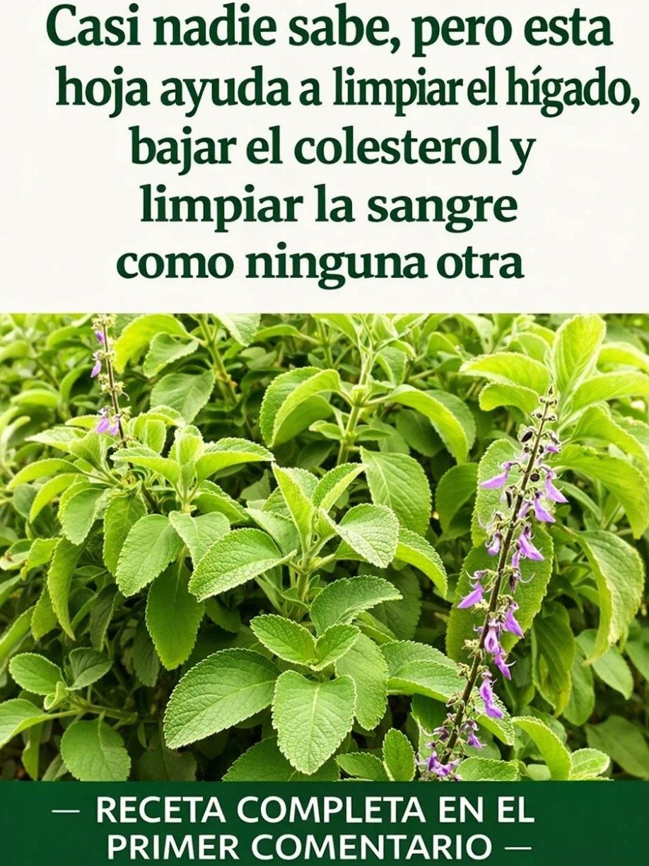 ¡Alerta Boldo! La Planta "Depurativa" Para el Hígado Que Millones Usan... ¿Pero Conocen Estos 5 Secretos Cruciales?