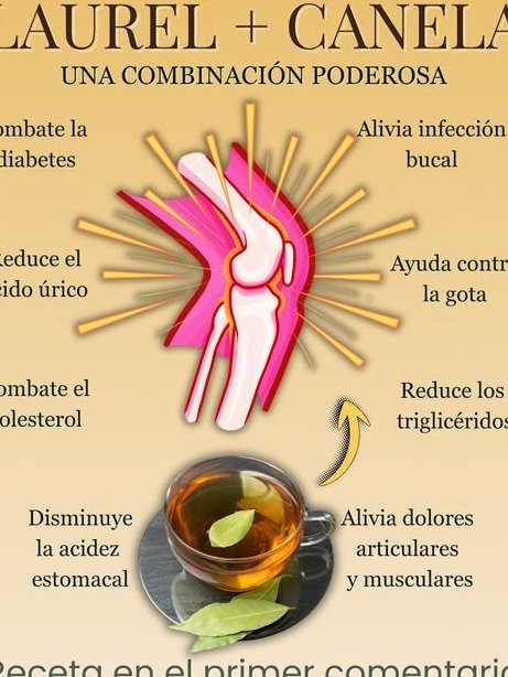 ¡No lo Vas a Creer! El Secreto del Té de Laurel que Miles Usan para una Digestión Increíble y Más Allá: ¿Te lo Estás Perdiendo?
