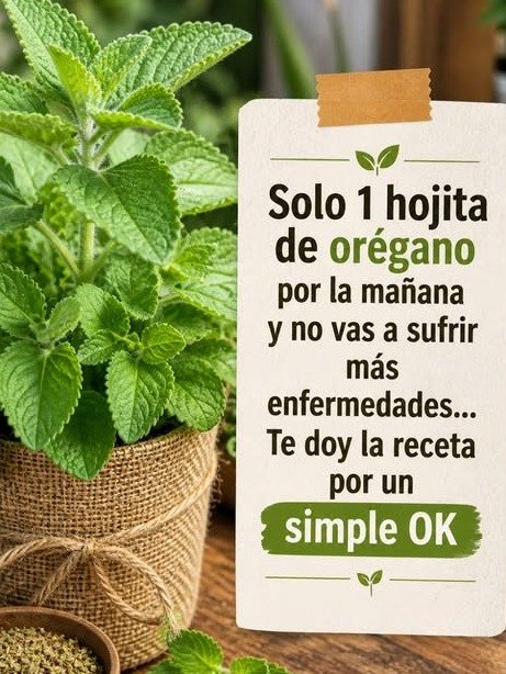 ¡El Secreto Ancestral Revelado! ¿Una Sola Hoja de Orégano al Día Podría Transformar TU Salud? Lo que Nadie te Cuenta