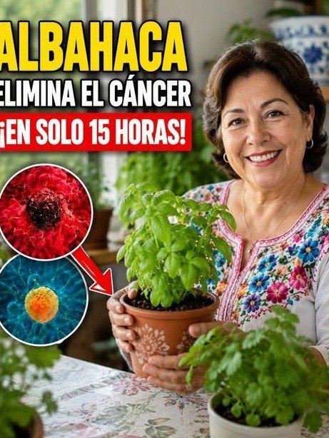 El Secreto Oculto de la Albahaca: Lo que TODO Adulto Mayor DEBE Saber ANTES de Creer los Videos Virales