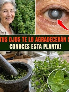 El Secreto Oculto del Orégano Orejón: ¡Recupera la Claridad Visual y Despídete de la Vista Cansada HOY!