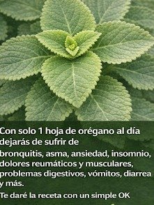 ¡El Secreto Ancestral que Nadie Te Cuenta! Solo 1 Hoja de Orégano Orejón al Día y Tu Salud Despegará