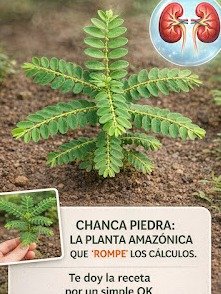 ¡Alerta Salud! La Planta Milenaria que DESINTEGRA Piedras y Transforma Tu Cuerpo (Lo que NO te Han Contado)
