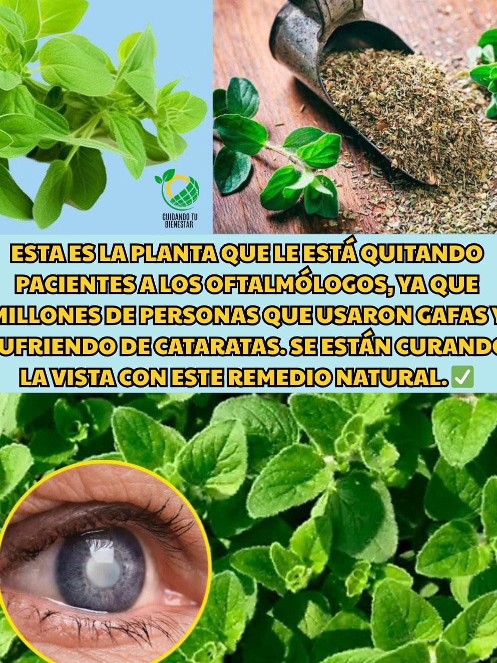 ¿Cataratas y Visión Borrosa? Descubre el Orégano Orejón: La Planta MILAGROSA que Tus Ojos Necesitan URGENTE