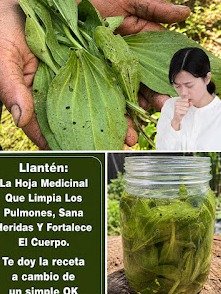 ¡URGENTE! ¿Pulmones Asfixiados? Descubre las 5 Infusiones Secretas que los Limpiarán a Fondo y Te Devolverán el Aliento en Días