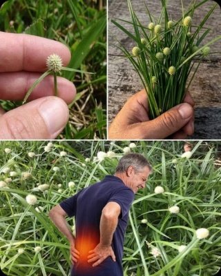 ¡No la arranques! La 'Maleza' Más Odiada Esconde 5 Poderes Antiguos que la Ciencia Moderna por Fin Confirma