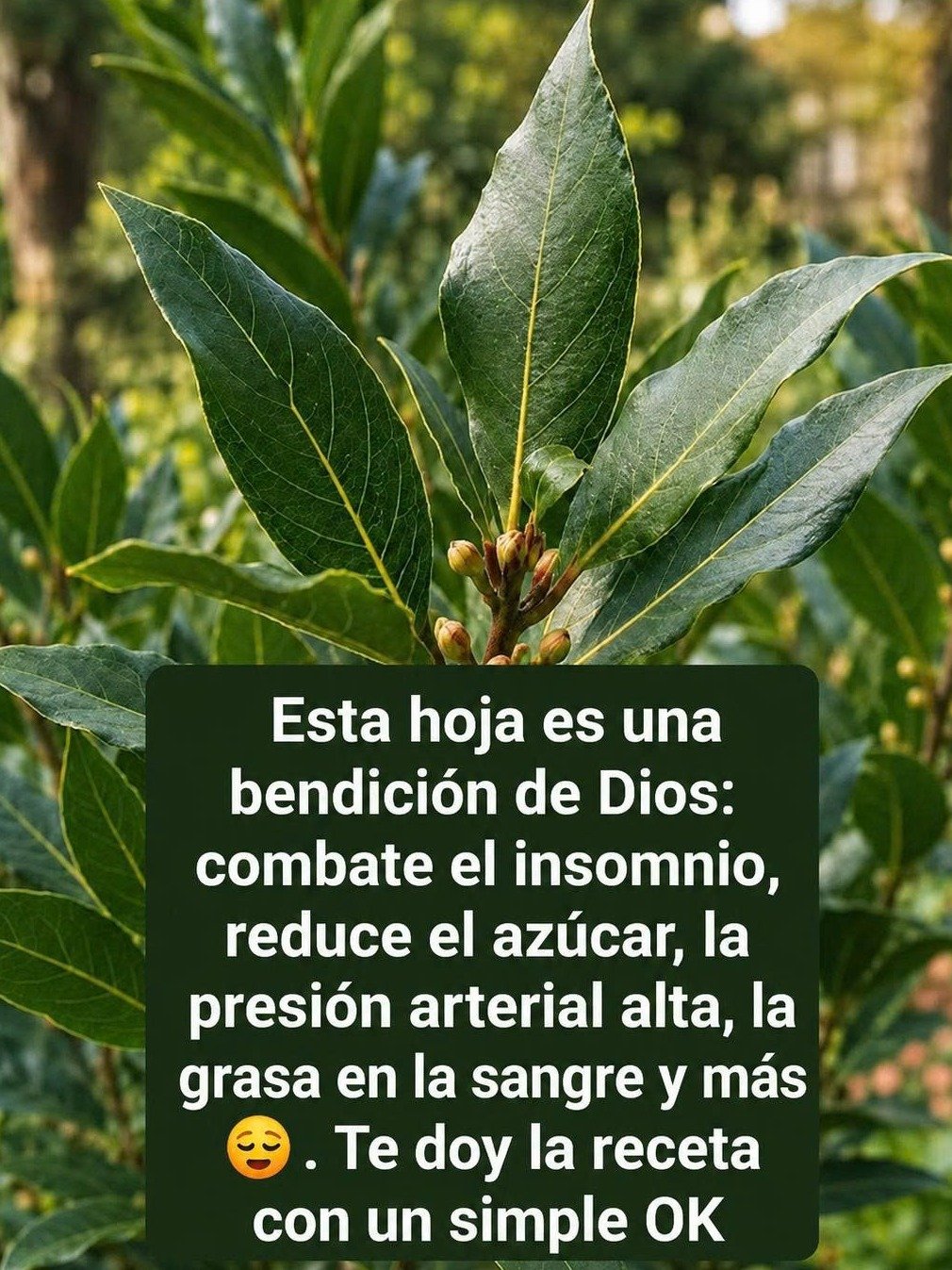 ¡ALERTA! Tu Cocina Esconde un TESORO OLVIDADO: 9 Secretos SORPRENDENTES del Laurel que Transformarán Tu Salud y Bienestar (¡Tienes que Saber Esto!)
