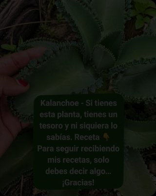 ¡ALERTA! La Kalanchoe: ¿El Secreto Medicinal que Tu Cuerpo Necesita o un Peligro Oculto? (9 Beneficios SORPRENDENTES y lo que NADIE te cuenta)