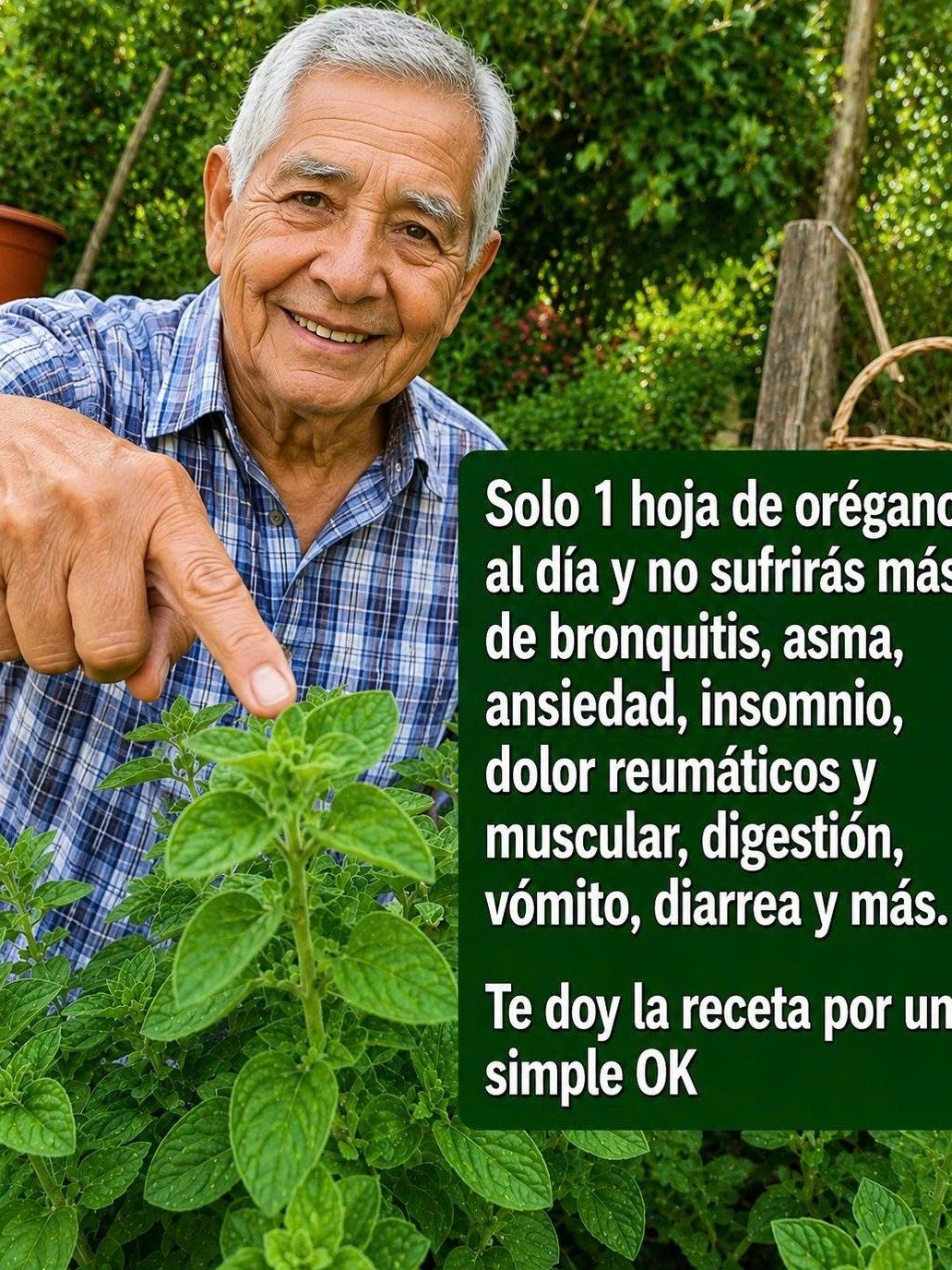 ¡El Secreto Revelado! Una Sola Hoja de Orégano Orejón al Día y Tu Salud Cambiará Para Siempre (¡Adiós a las Enfermedades!)
