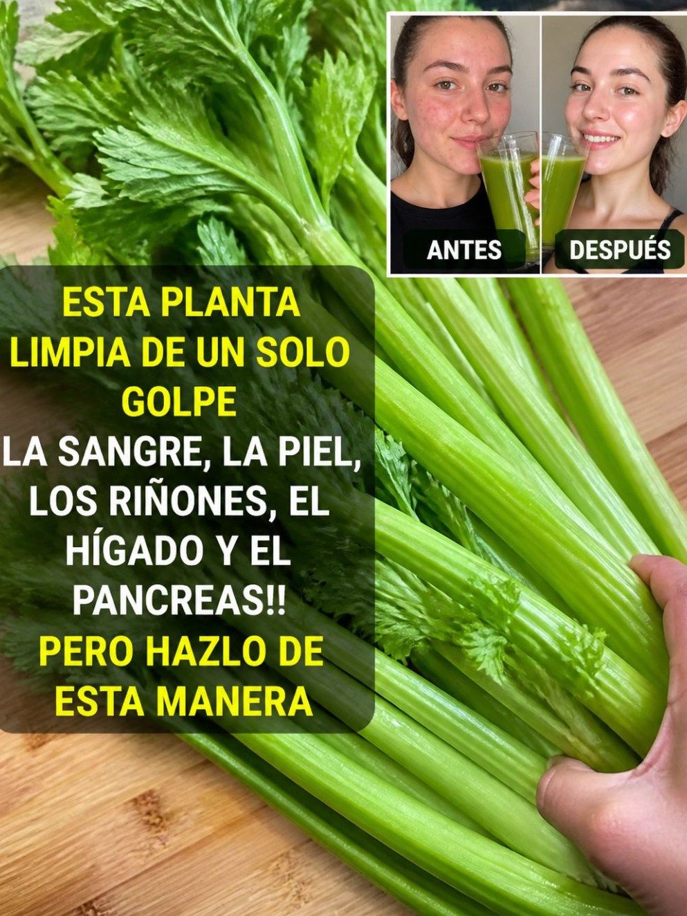 El Secreto Verde que Nadie Te Contó: Cómo el Apio Podría Despertar Tus Riñones e Hígado y Renovar Tu Energía