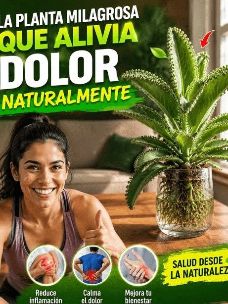 ¡Alerta! ¿Tienes ESTA planta en casa y no sabes su VERDADERO secreto? El hábito que el 90% de los mexicanos ignora (y te hace sentir peor)