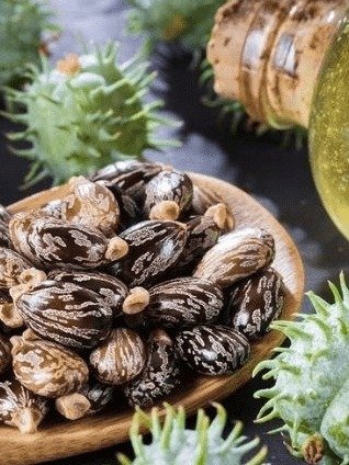 ¡Alerta! Tu Hígado Necesita Esto Urgente: El Secreto del Aceite de Ricino Que Nadie Quiere Que Sepas