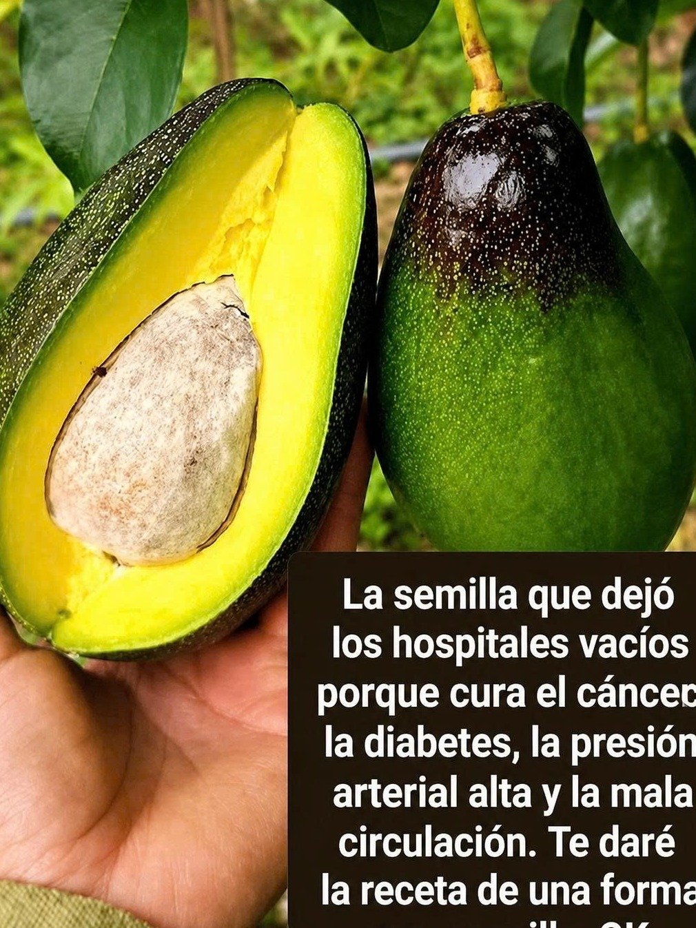 ¡Alerta! 🥑 10 Secretos del Aguacate que NADIE te ha contado y que Tu Cuerpo Te Suplicará Conocer (¡No te lo Pierdas!)