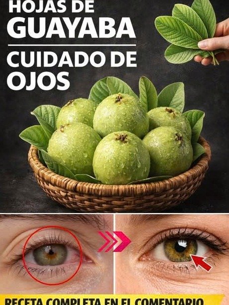 ¡No Vas a Creerlo! 🤫 Así es como las Hojas de Guayaba están Transformando la Digestión y el Azúcar de Miles (¡Y TÚ Te lo Estás Perdiendo!)