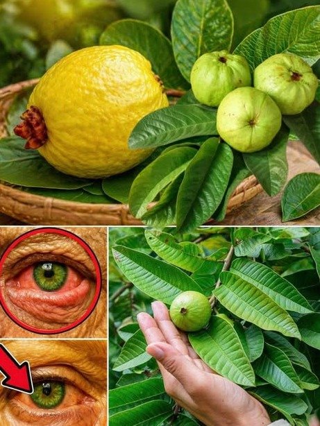 ¡Adiós Zanahoria! 🥕 Esta Fruta Tropical Es el Arma Secreta que MILLONES Usan para una Vista Impecable (¡No Te Quedes Sin Saberlo!)