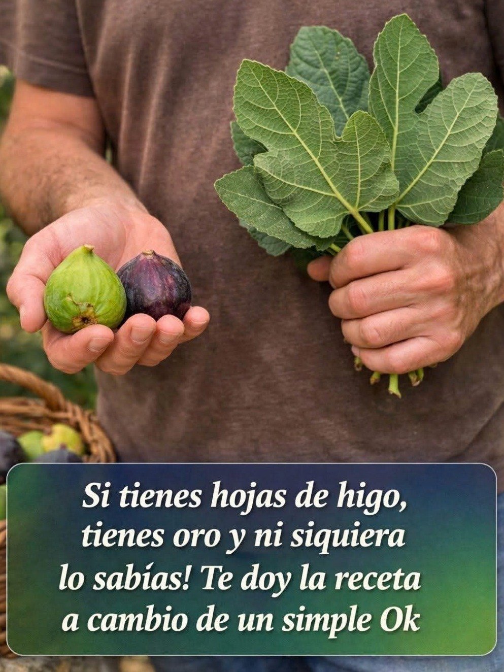 ¡El Secreto Oculto que NADIE te Cuenta! Cómo las Hojas de Higo Pueden TRANSFORMAR Tu Salud Hoy Mismo