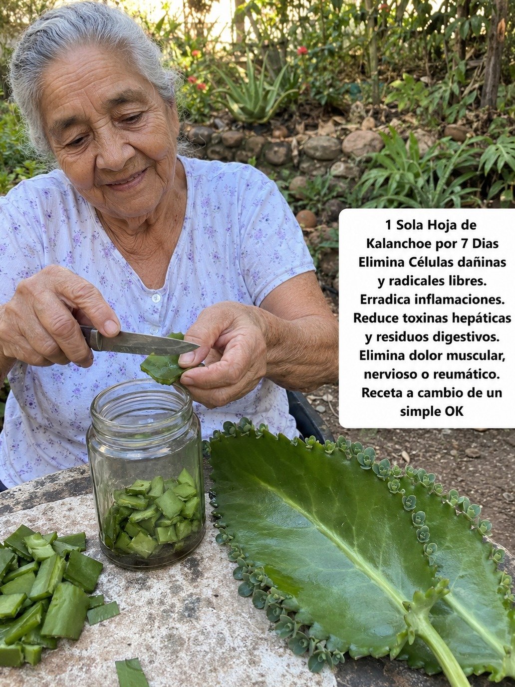 ¡No Vas a Creerlo! El Kalanchoe: La Planta 'Milagrosa' que Desinflama tu Cuerpo y Dispara tus Defensas (Y Cómo Usarla HOY)
