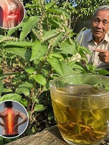 ¡ALERTA! Estás Desperdiciando el SUPER ALIMENTO Más Poderoso que Crece GRATIS en Tu Jardín (y no lo sabes)