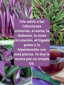 ¡El Secreto Olvidado! Lo que NADIE te cuenta sobre el Maguey y los 7 Cambios ASOMBROSOS que hará en tu cuerpo