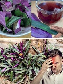 El Tesoro Púrpura Escondido en Tu Jardín: 5 Razones por las que el Maguey Morado Revolucionará Tu Salud (¡y cómo usarlo!)