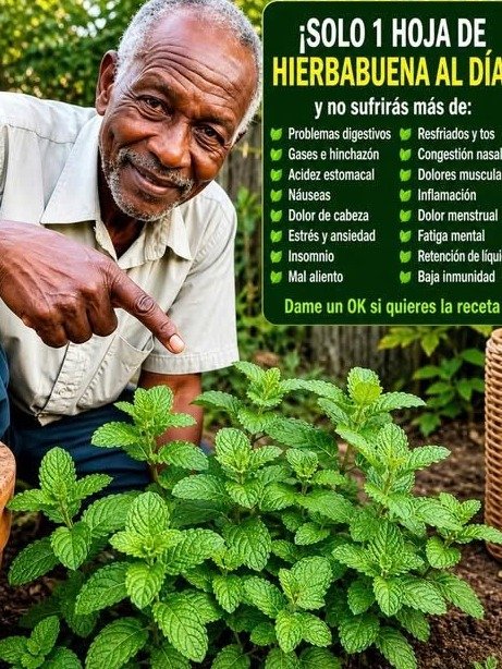 El Secreto Olvidado de UNA Sola Hoja de Hierbabuena al Día: ¡Despídete de 15 Problemas de Salud que te Roban la Paz!