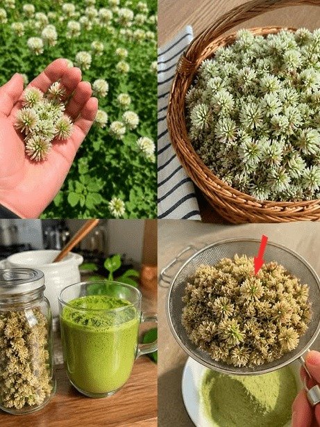 ¡El Secreto Oculto en Tu Jardín que NADIE Te Ha Contado! Transforma Tu Energía y Vitalidad HOY Mismo con Trébol Blanco
