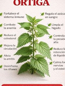 ¡El Secreto Milenario Revelado! La "Planta de la Eterna Juventud" Resuelve 20 Problemas de Salud que NUNCA Imaginaste (¡No te lo pierdas!)
