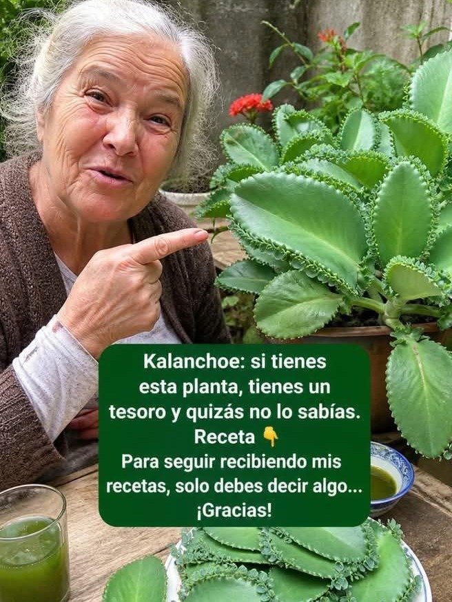 ¡ATENCIÓN! La Kalanchoe es Viral, ¿Pero Conocías sus 15 Verdaderos Beneficios y el Peligro Oculto? Lo Que Nadie Te Cuenta Antes de Usarla
