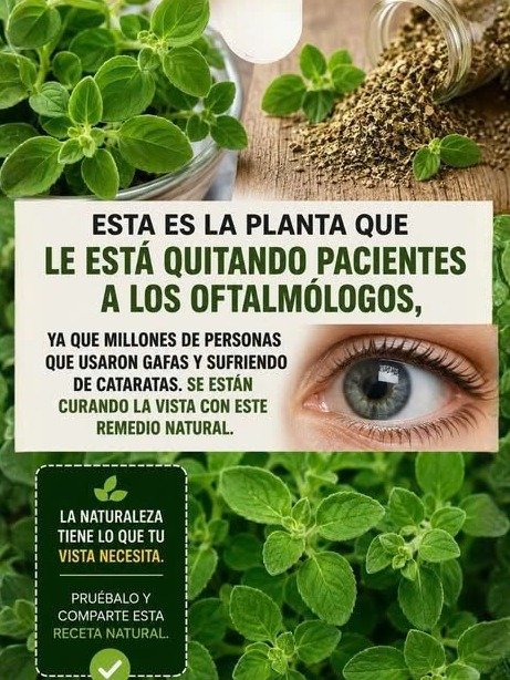 El Secreto Viral que Tus Ojos Imploran: Descubre el Orégano Orejón y Transforma Tu Salud