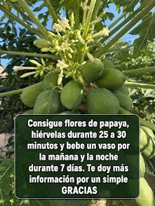 20 Secretos Impactantes de la Flor de Papaya que Tu Salud PIDE a GRITOS (¡Y Cómo Usarla HOY!)